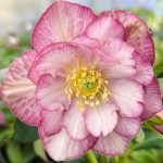Helleborus Jska