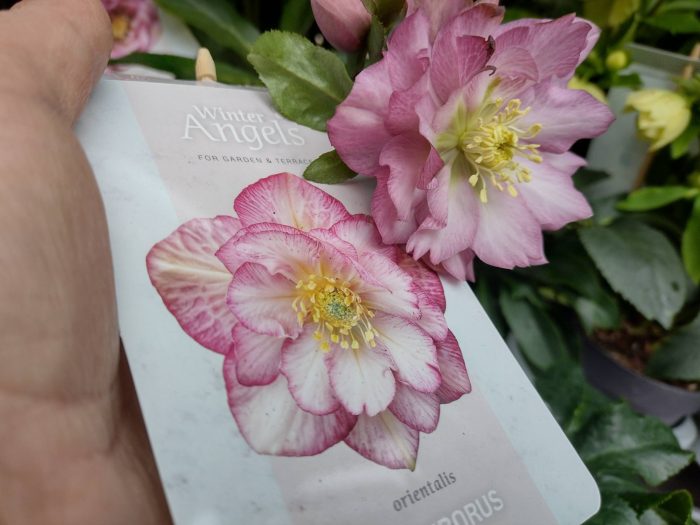 Helleborus Jiska