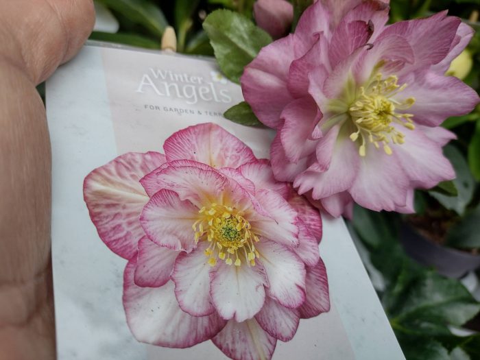 Helleborus Jiska