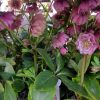 Helleborus Lariss