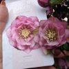Helleborus Lariss