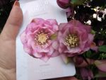 Helleborus Lariss