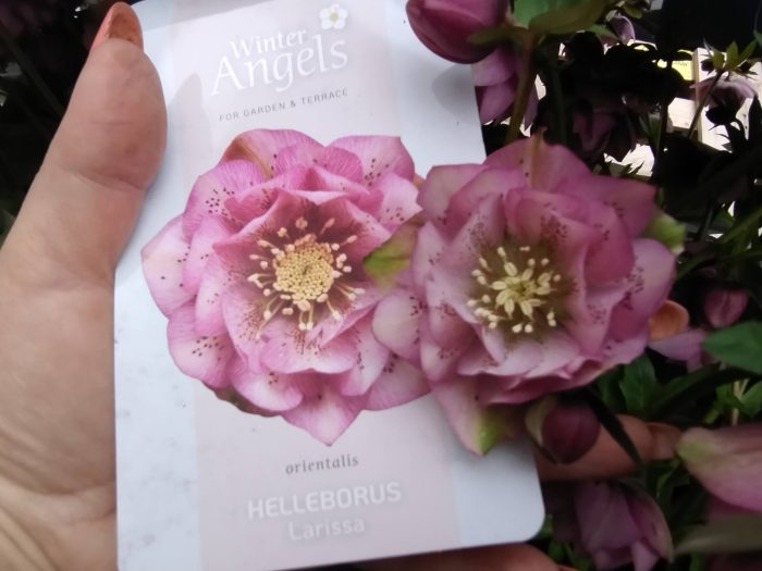 Helleborus Lariss