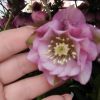 Helleborus Lariss