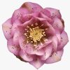 Helleborus Larissa