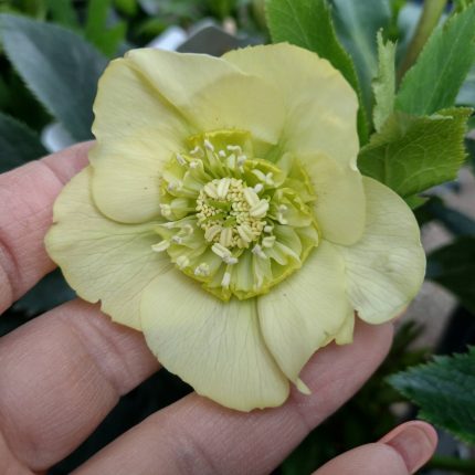 Helleborus ViV Lucrezia