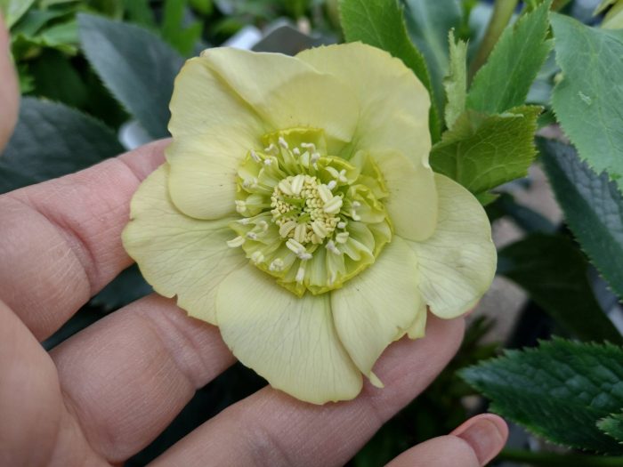Helleborus ViV Lucrezia