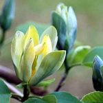 magnolia-acuminata-blue opal