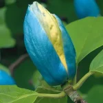 magnolia-acuminata-blue