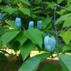 magnolia-acuminata-blue opal