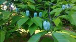 magnolia-acuminata-blue opal