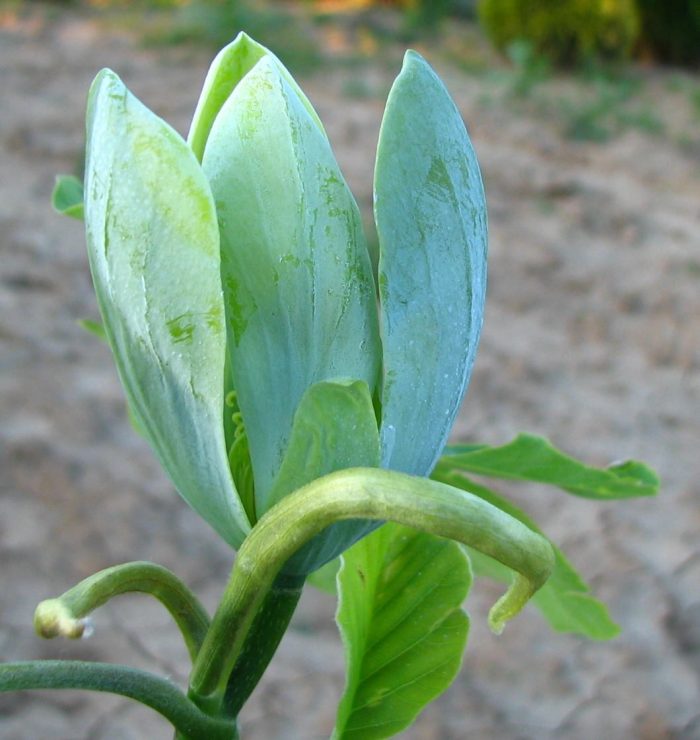 magnolia-acuminata-blue opal