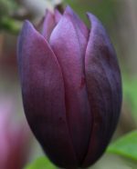 Magnolia 'Black Beauty'