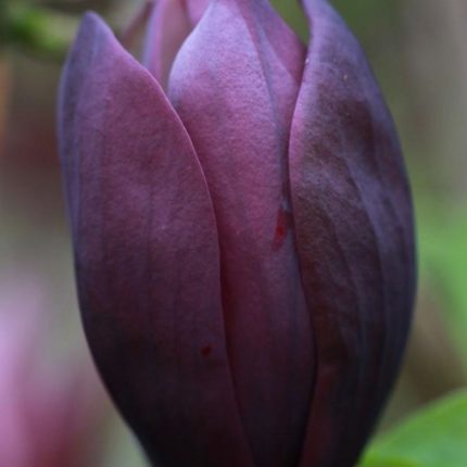 Magnolia 'Black Beauty'