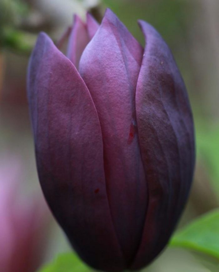 Magnolia 'Black Beauty'