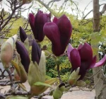 Magnolia 'Black Beauty'