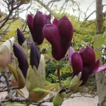 Magnolia 'Black Beauty'