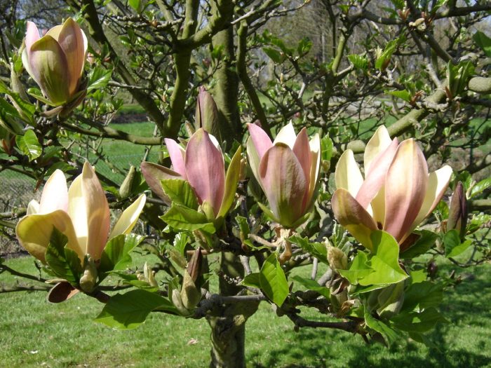 Magnolia brooklynensis 'Woodsman'-C5 - imagine 2