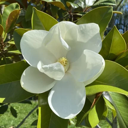 Magnolia grandiflora 'Ferruginea'
