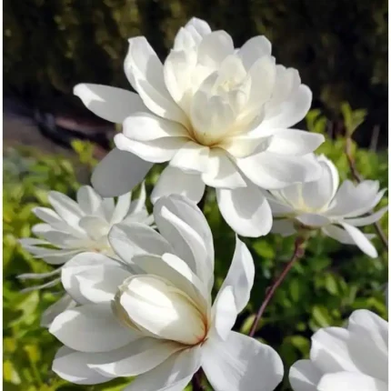 Magnolia loebneri 'Wildcat'