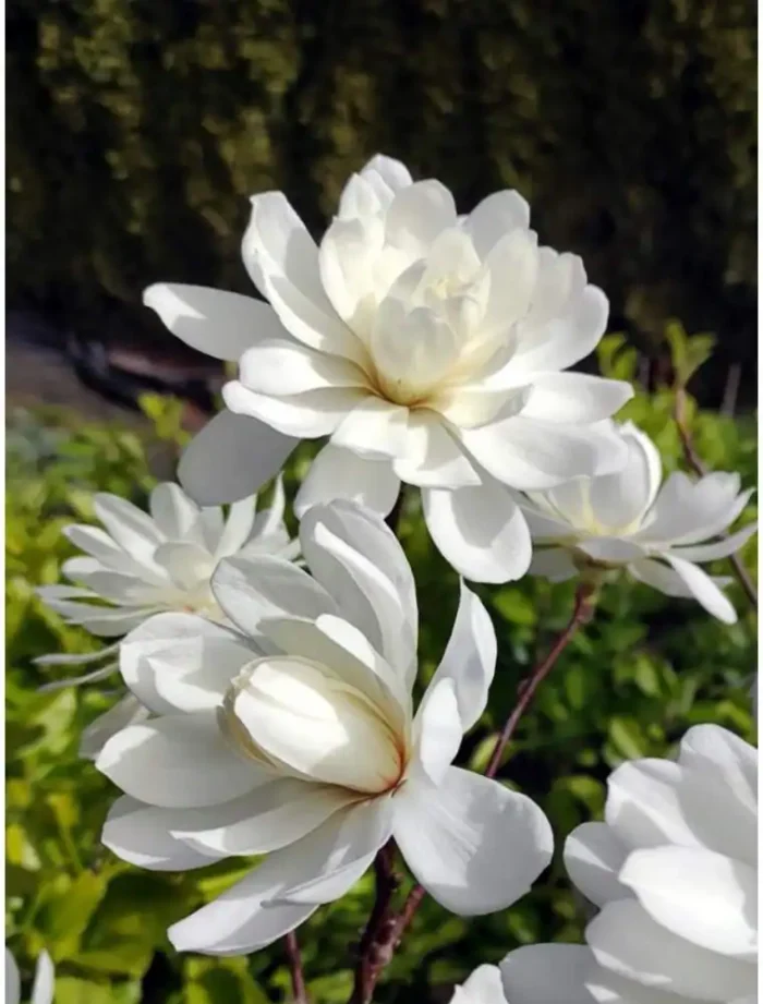 Magnolia loebneri 'Wildcat'