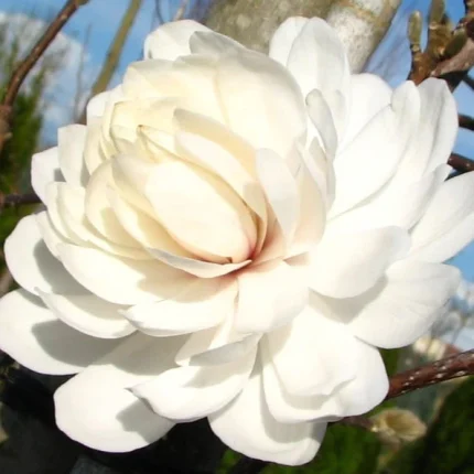 Magnolia loebneri 'Wildcat'