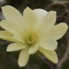 Magnolia 'Gold Star'