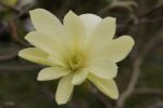 Magnolia 'Gold Star'
