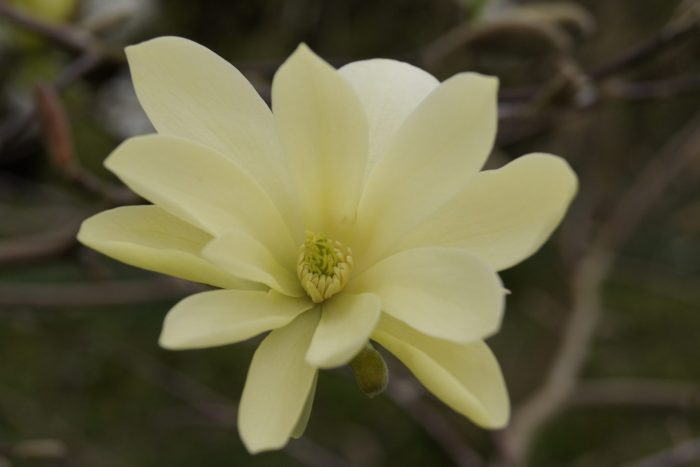 Magnolia 'Gold Star'