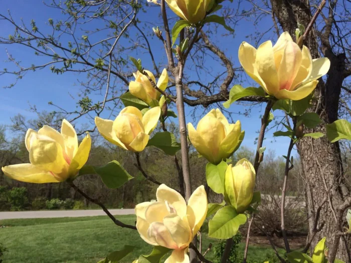 Magnolia 'Sunsation'