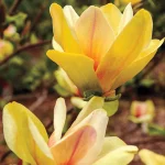 Magnolia 'Sunsation'