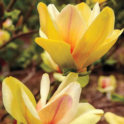 Magnolia 'Sunsation'