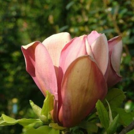 Magnolia brooklynensis 'Eva Maria'