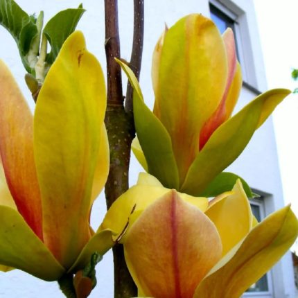 Magnolia 'Sunsation'