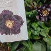 Helleborus Manon