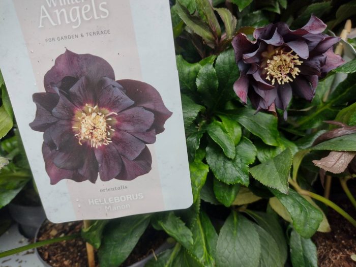 Helleborus Manon