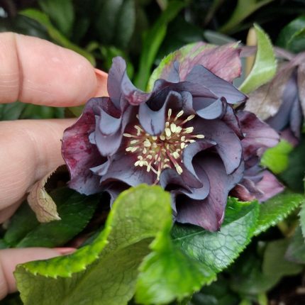 Helleborus Manon