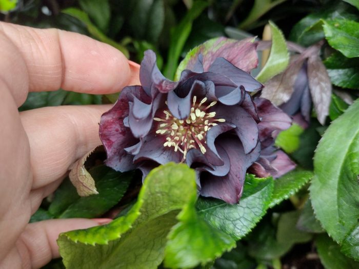 Helleborus Manon