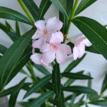 leandru nr 190 parga pink