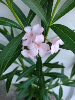 leandru nr 190 parga pink