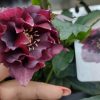 Helleborus Rhodé