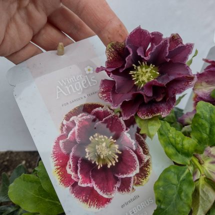 Helleborus Rubina