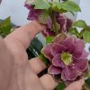 Helleborus Rubina