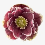 Helleborus Rubina