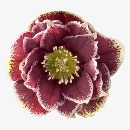 Helleborus Rubina
