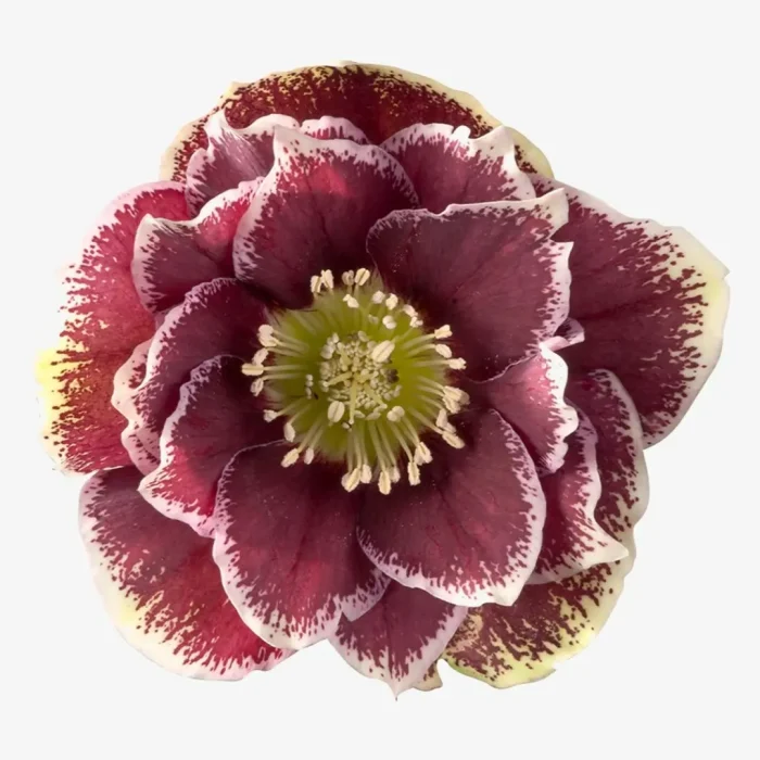 Helleborus Rubina