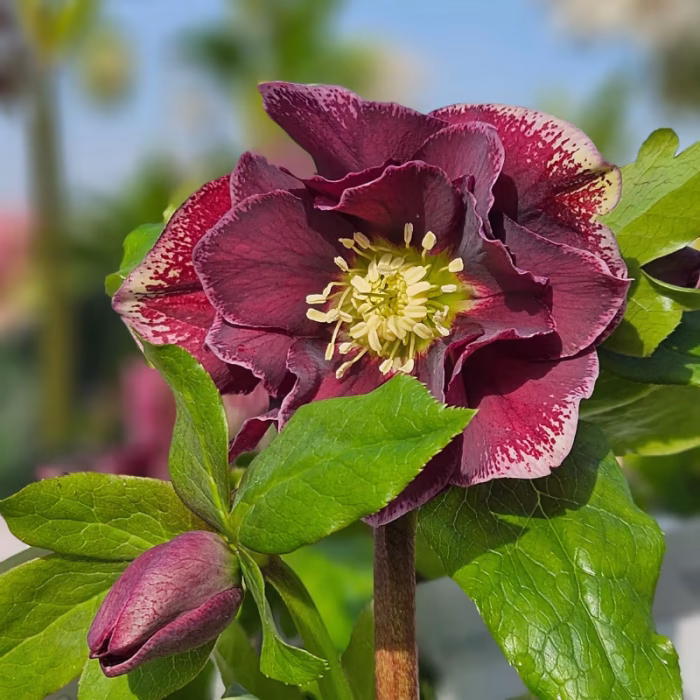Helleborus Rubina