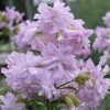 Saponaria officinalis 'Rosea Plena'