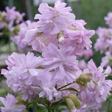Saponaria officinalis 'Rosea Plena'