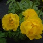 Trollius cultorum ‘T. Smith